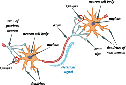 neuronal signaling